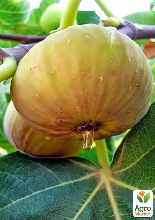 Інжир золотистий "Медовий" саджанець 5-річний (висота 120-140см)