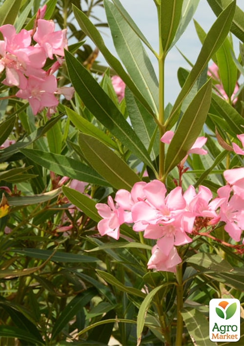 LMTD Олеандр цветущий 3-х летний "Dwarf Rose" (45-65см) - фото 6