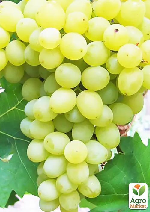Виноград вегетирующий "Кеша" 