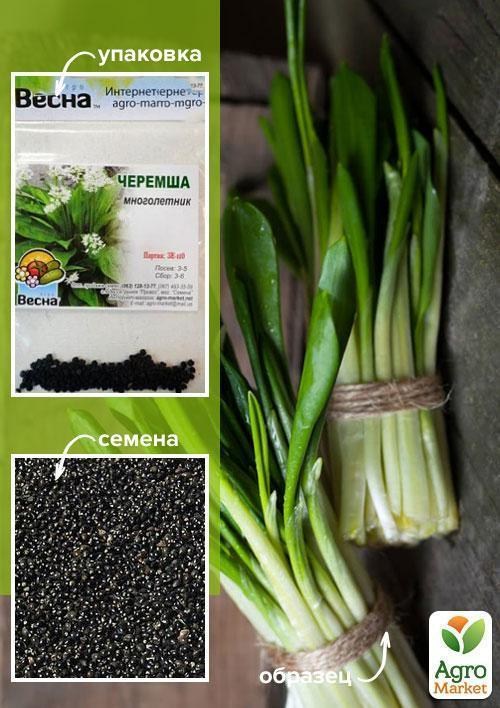 Черемша (Зипер) ТМ "Весна" 0.5г