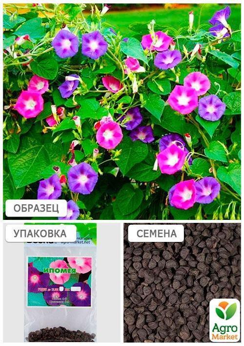 Ипомея смесь (Зипер) ТМ "Весна" 1.5г - фото 2