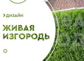 Жива огорожа з туї - корисні статті про садівництво від Agro-Market