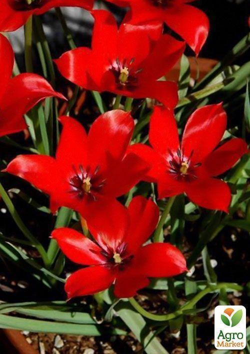 Тюльпан "Linifolia" 5шт в упаковці