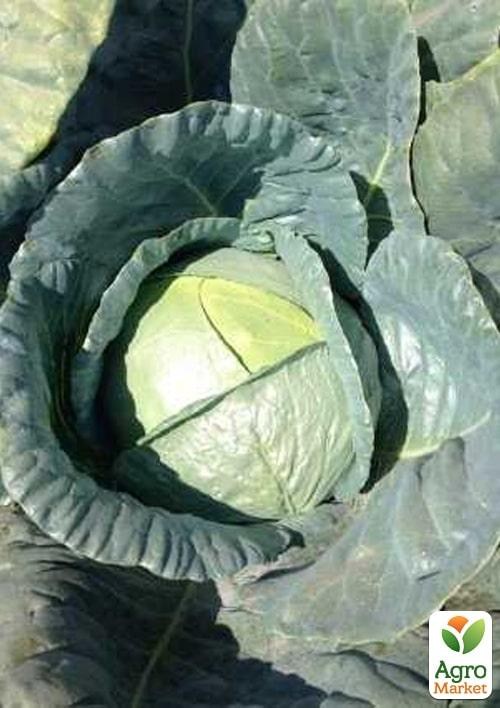Капуста белокочанная "Фанси F1" ТМ "Lark Seeds" 2500шт