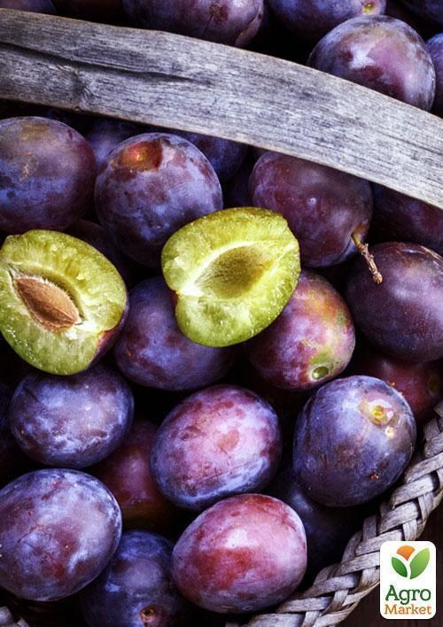 Эксклюзив! Слива красно-бурая "Страсть" (Passion) (премиальный высокоурожайный сорт) - фото 4