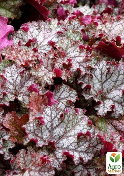 Гейхера (Heuchera) "Can Can" 1 шт