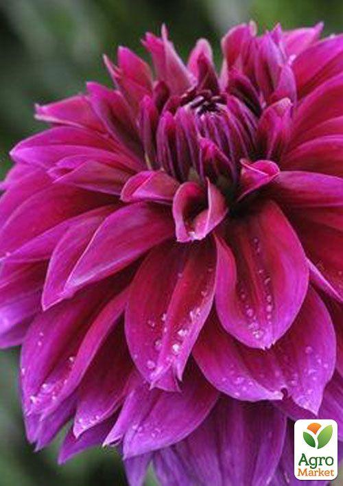 Георгина "Thomas A Edisson" (гигантский цветок)