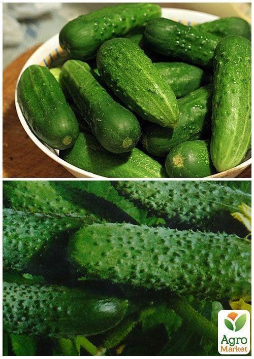 На вагу Огірок "Голубчик F1" ТМ "Весна" ціна за 2г - фото 3