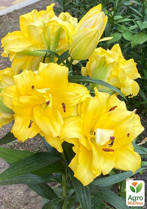 Лілія Махрова "Tomos" - фото 2