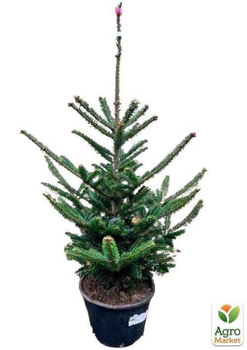 Ялиця Фразера "Abies Fraseri" висота 80-100 см - фото 5