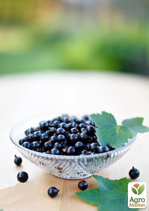 Смородина чорна "Бен Конан" (Ben Connan) (ранній термін дозрівання, зимостійкий сорт) - фото 5