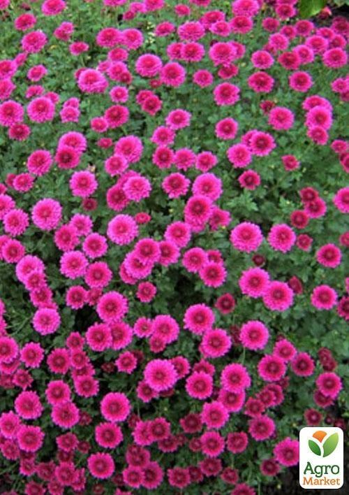 Хризантема мультифлора куляста "Темно-рожева" (вкоріненого живця висота 5-10 см)