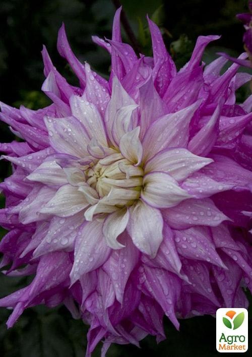 Жоржина"Sir Alf Ramsay"