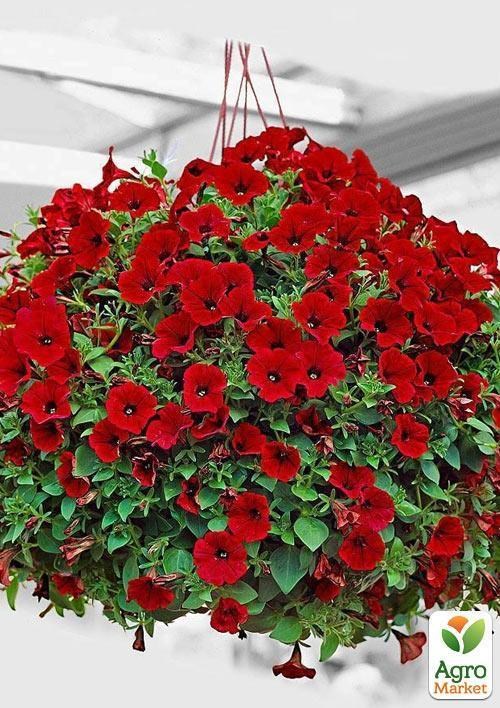 Сурфиния "Dark Red" (контейнер № 10, высота 10-15 см) - фото 2