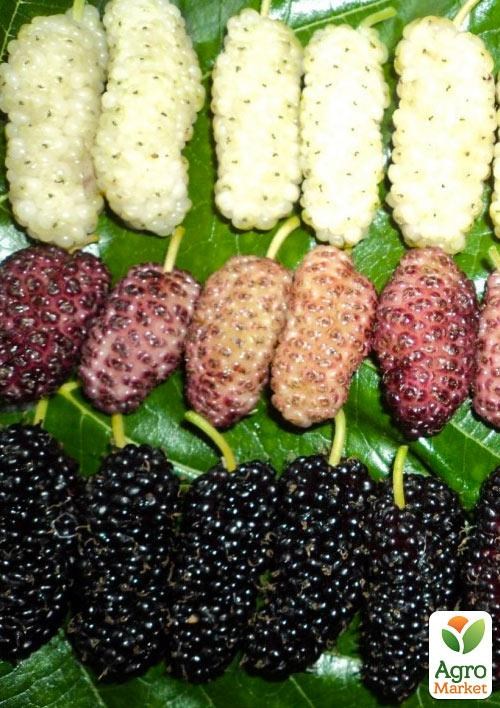 Эксклюзив! Дерево-сад Шелковица "Стамбульская белая+Шелли+Стамбульская розовая" 