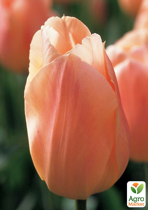 Тюльпан "Apricot Beauty" 