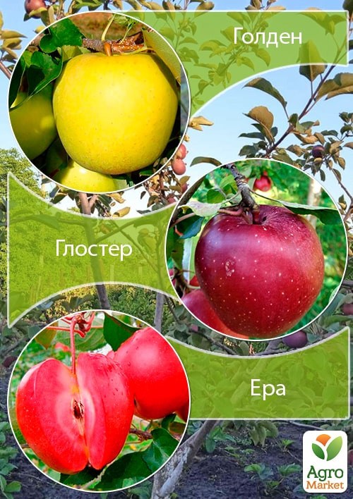 Дерево-сад Яблуня "Голден+Глостер+Ера"