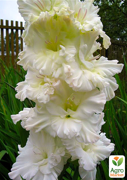 Гладиолус "Snowy Frizzle" 3шт