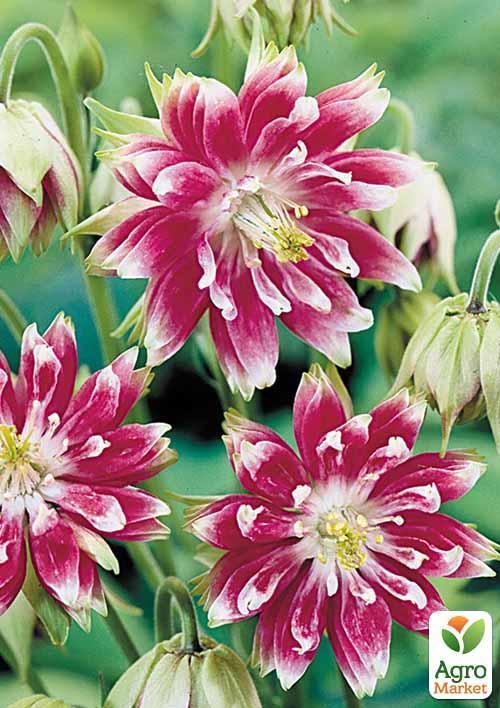 Аквілегія махрова "Nora Barlow" 1шт в упаковці - фото 6