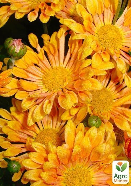 Хризантема корейская "Троильбосс" - фото 2