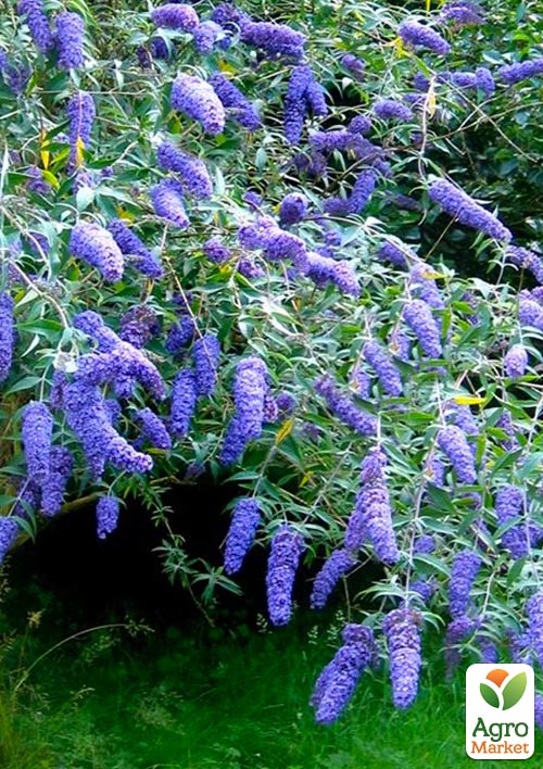 Буддлея Давида "Empire blue"