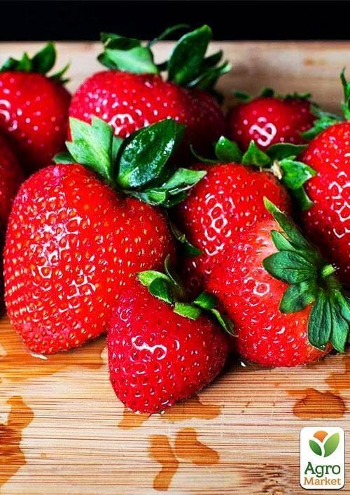 Полуниця "Польський Елькат" 5шт (середнього терміну дозрівання)