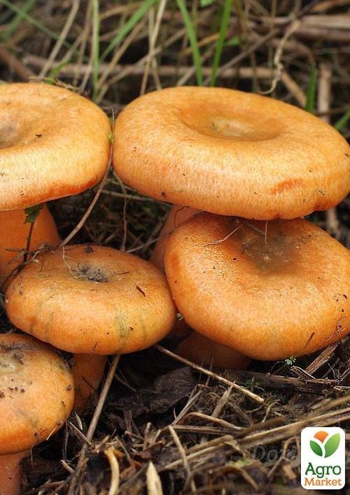 Сухий зерновий міцелій "Рижик звичайний" 100г