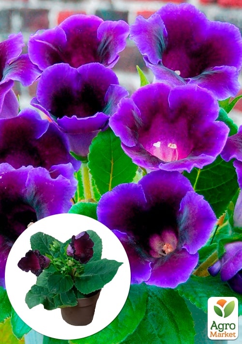 Глоксиния "Violacea" высота 20см