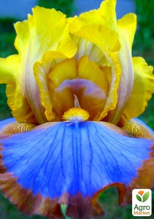 Ірис бородатий великоквітковий "Brown Lasso" 1шт в упаковці NEW