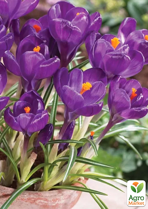 Крокус крупноцветковый "Flower Record" укорененный - фото 4