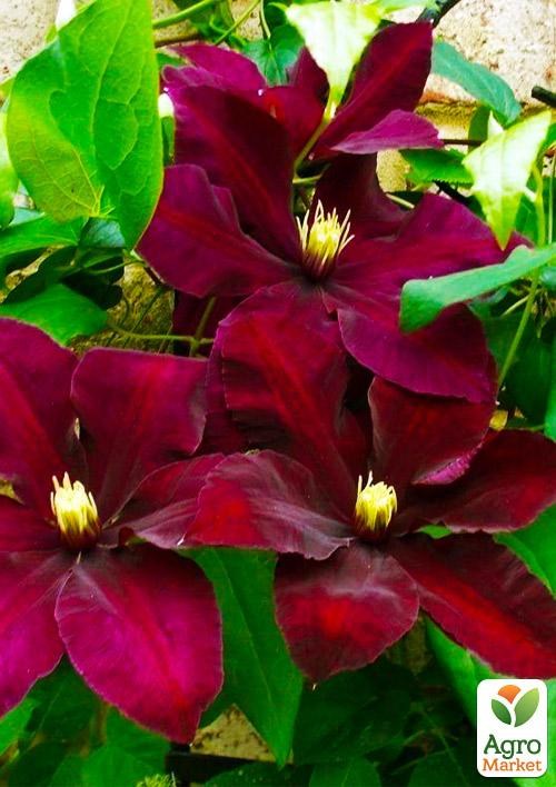 Клематис 3-х річний "Niobe" С2 - фото 5