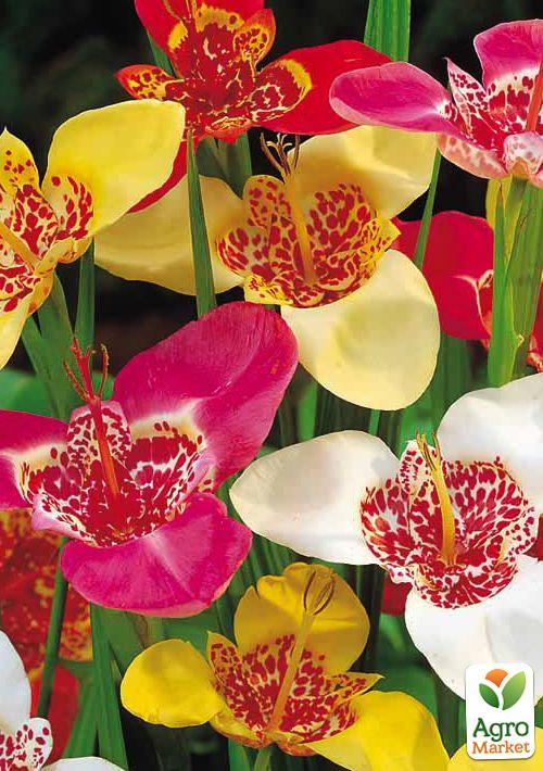 Тігрідія "Мікс" 5шт