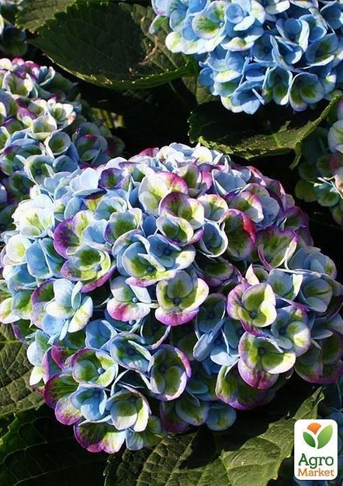 Ексклюзив! Гортензія Magical® `Revolution Blue` - фото 3
