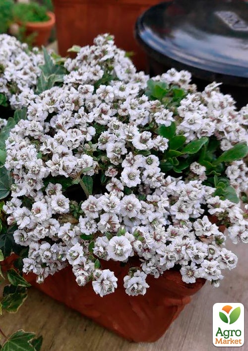 Гипсофила cerastioides "Plena White" (цветущий почвопокровник)