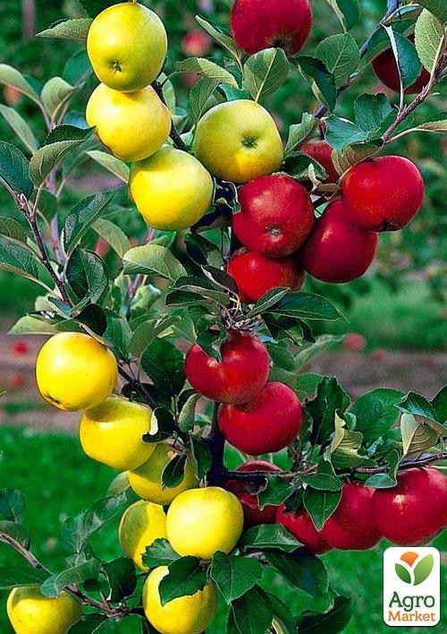 Ексклюзив! Дерево-сад Яблуня "Голд Раш + Бені Шогун" NEW