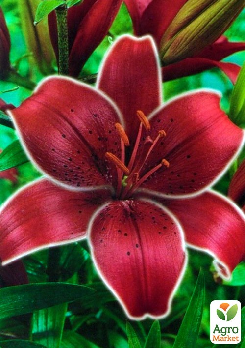 Лилия "Cobra" 1шт в упаковке