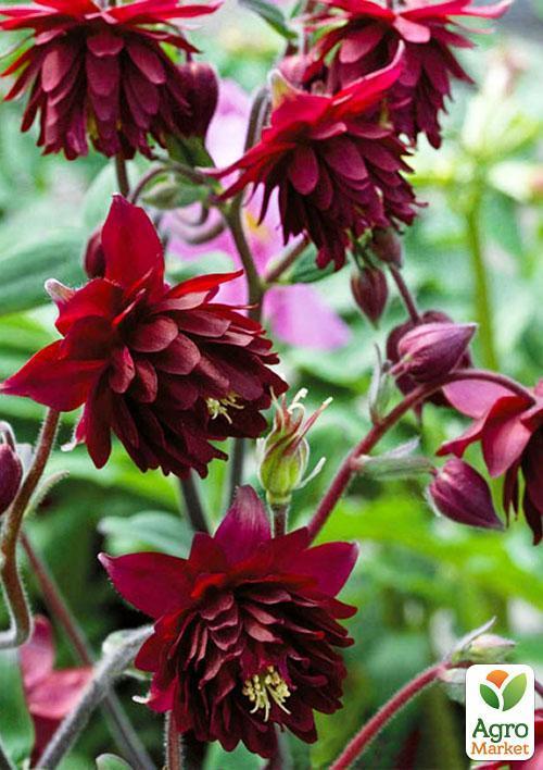 Аквілегія махрова "Ruby Port" 1 шт в упаковці - фото 4