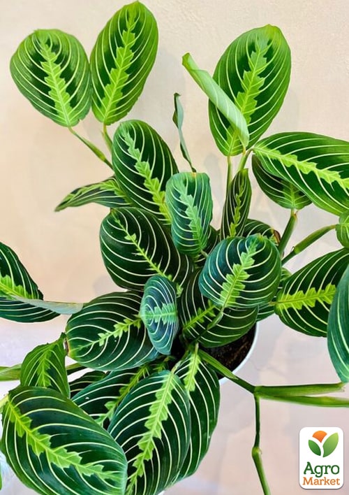 Маранта "White Streep" - фото 9