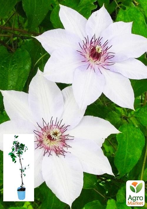 Клематис 3-х річний "Fuyu-No-Tabi" С2