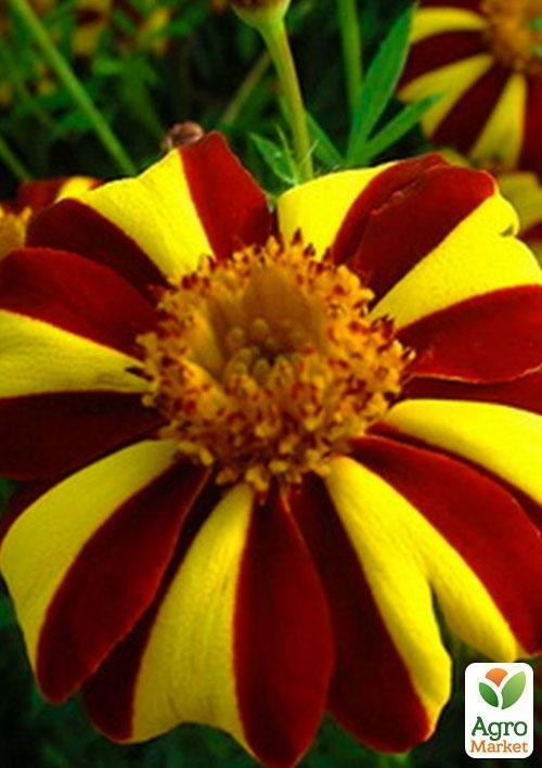 Бархатцы "Маджестик" (Зипер) ТМ "Весна" 1г - фото 4