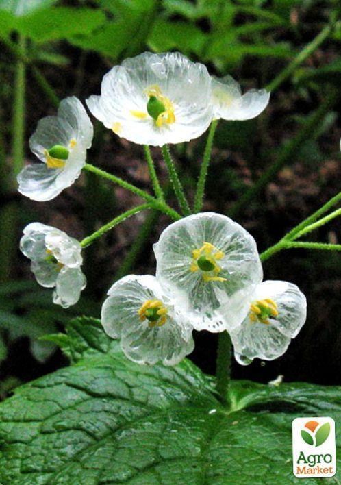 Прозора квітка "Скелетон" ТМ "Vesna Exclusive" 5шт