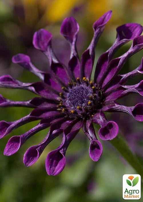 Остеоспермум "Spider Purple" (контейнер № 10, высота 10-20 см) - фото 4