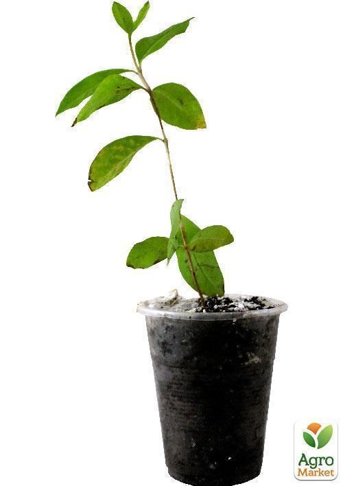 Гуава (саженец 1 год) - фото 2