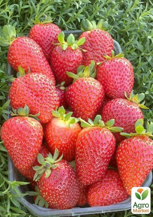 Полуниця "Альбіон" (Albion) (ремонтантний великоплідний сорт) - фото 8