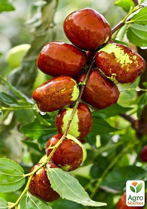 Зизифус "Унаби" (перехресне запилення, садити по 2 саджанця різного ґатунку)