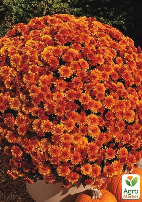 Хризантема мультифлора куляста "Sarlat"