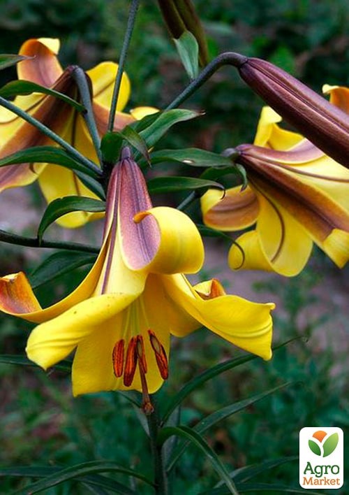 Лилия Трубчатая "Yellow Planet"  - фото 2