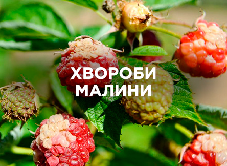 Хвороби, що вражають малину: як врятувати врожай?