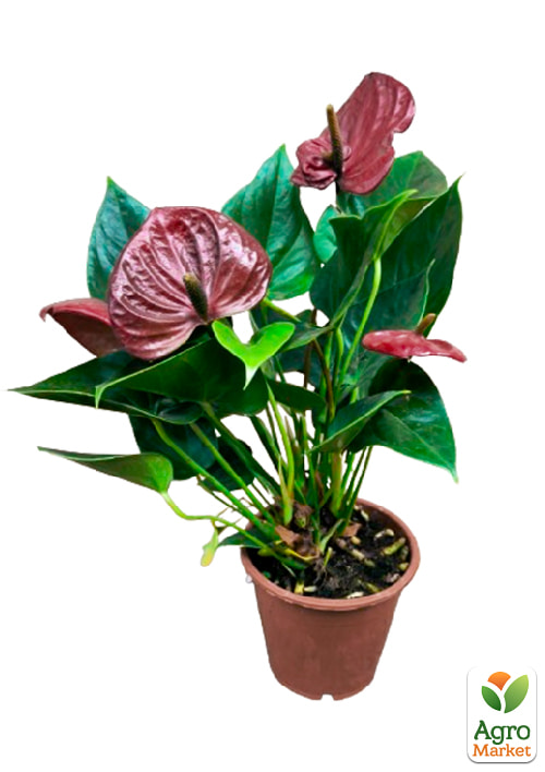 Антуріум (Anthurium) "Sempre" (висота 40-60см) - фото 6
