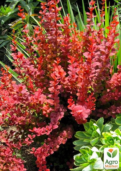 Барбарис Тунберга "Orange Rocket" (контейнер P9)